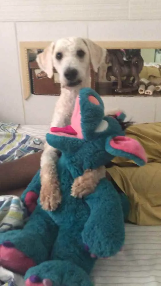 Cachorro ra a Poodle  idade 1 ano nome Billy