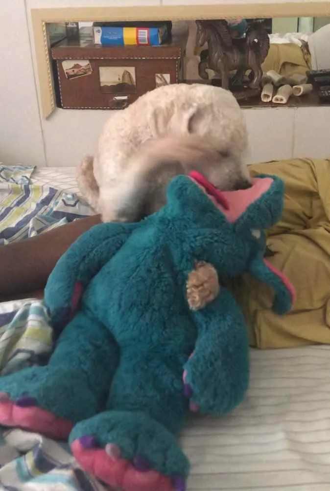 Cachorro ra a Poodle  idade 1 ano nome Billy