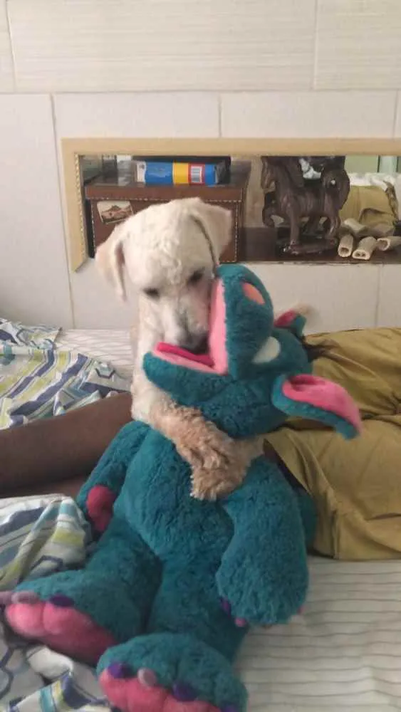 Cachorro ra a Poodle  idade 1 ano nome Billy