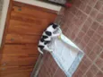 Doguinho 