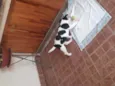 Doguinho 