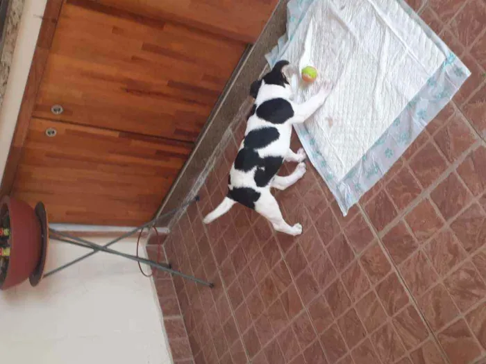 Cachorro ra a Não definido  idade 2 a 6 meses nome Doguinho 