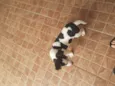 Doguinho 
