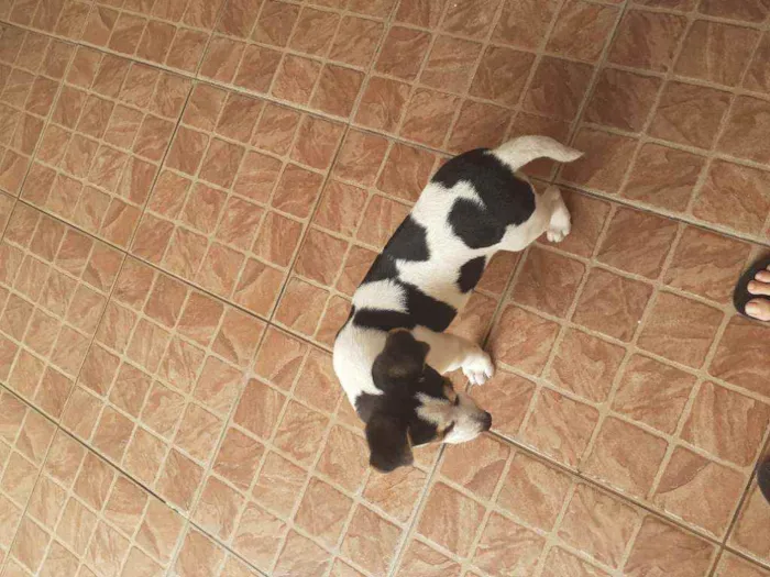 Cachorro ra a Não definido  idade 2 a 6 meses nome Doguinho 