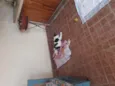 Doguinho 
