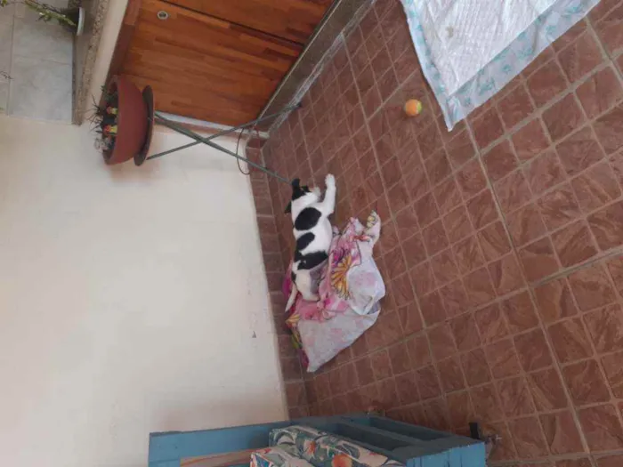 Cachorro ra a Não definido  idade 2 a 6 meses nome Doguinho 
