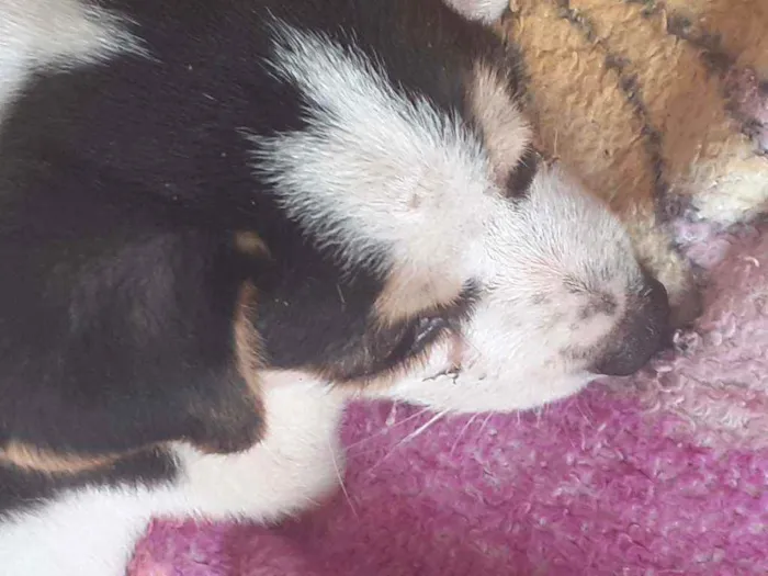 Cachorro ra a Não definido  idade 2 a 6 meses nome Doguinho 