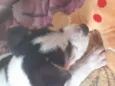 Doguinho 