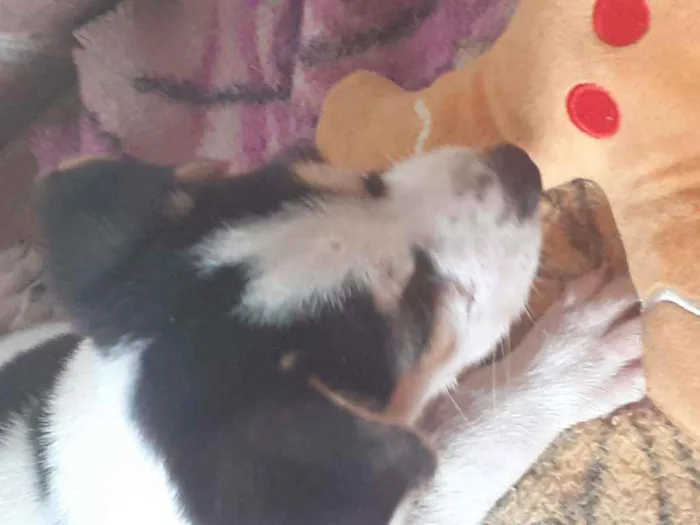 Cachorro ra a Não definido  idade 2 a 6 meses nome Doguinho 