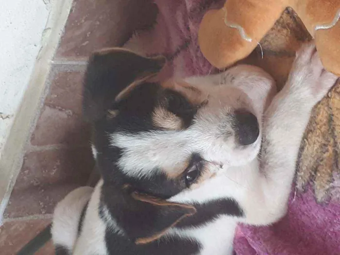 Cachorro ra a Não definido  idade 2 a 6 meses nome Doguinho 