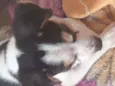 Doguinho 