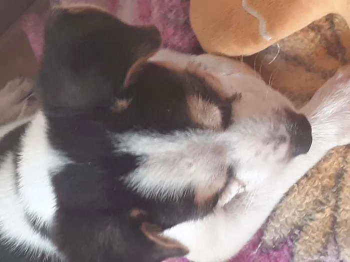 Cachorro ra a Não definido  idade 2 a 6 meses nome Doguinho 