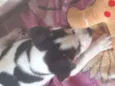 Doguinho 