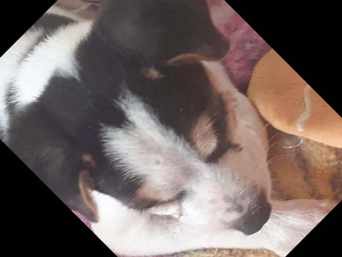Cachorro ra a Não definido  idade 2 a 6 meses nome Doguinho 