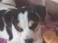 Doguinho 