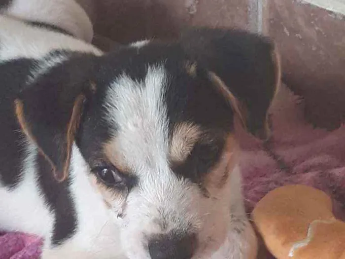 Cachorro ra a Não definido  idade 2 a 6 meses nome Doguinho 