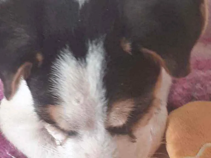 Cachorro ra a Não definido  idade 2 a 6 meses nome Doguinho 