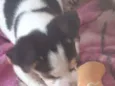 Doguinho 