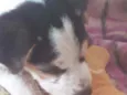 Doguinho 