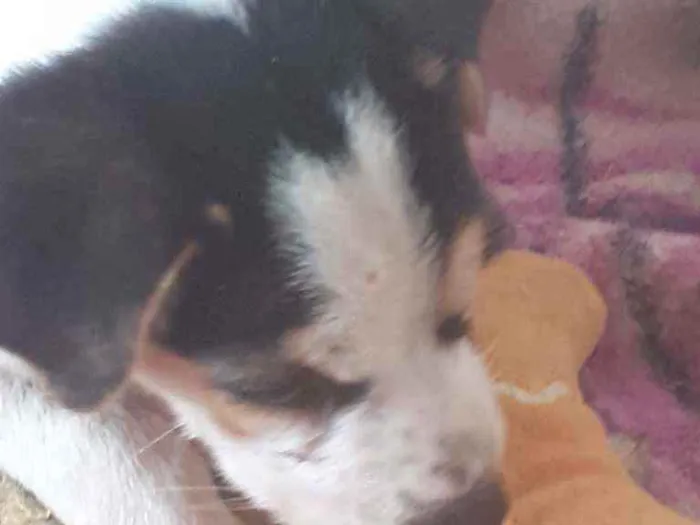Cachorro ra a Não definido  idade 2 a 6 meses nome Doguinho 