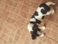 Doguinho 