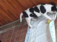 Doguinho 