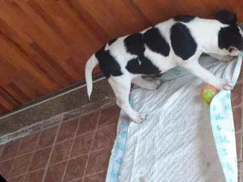 Cachorro ra a Não definido  idade 2 a 6 meses nome Doguinho 