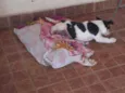 Doguinho 