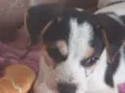 Doguinho 