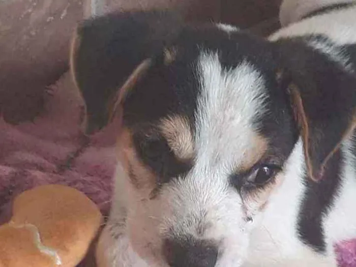 Cachorro ra a Não definido  idade 2 a 6 meses nome Doguinho 