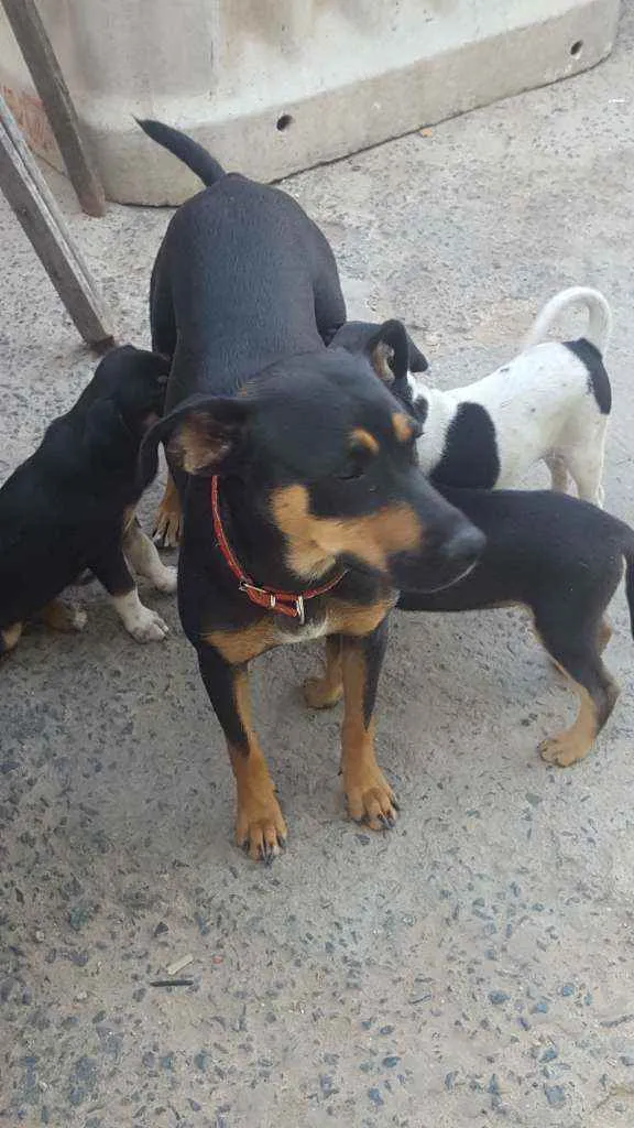 Cachorro ra a sem raça definida idade 1 ano nome Nina