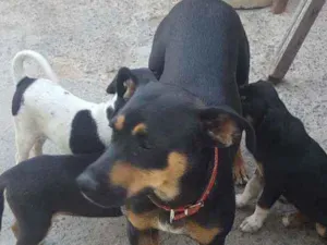 Cachorro raça sem raça definida idade 1 ano nome Nina
