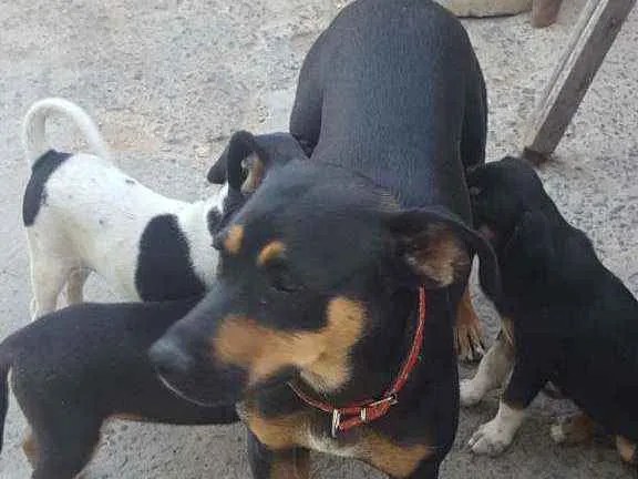 Cachorro ra a sem raça definida idade 1 ano nome Nina