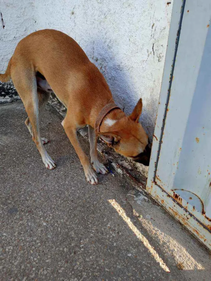 Cachorro raça Vira lata idade 2 anos nome Thoby