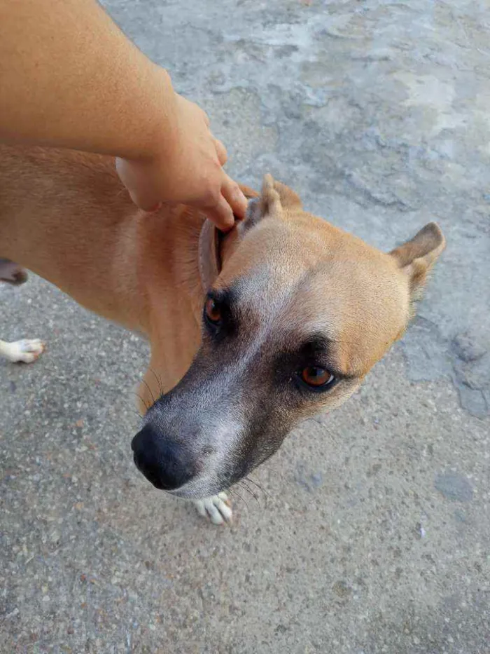 Cachorro raça Vira lata idade 2 anos nome Thoby