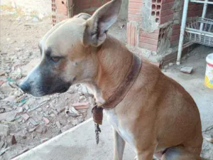 Cachorro raça Vira lata idade 2 anos nome Thoby