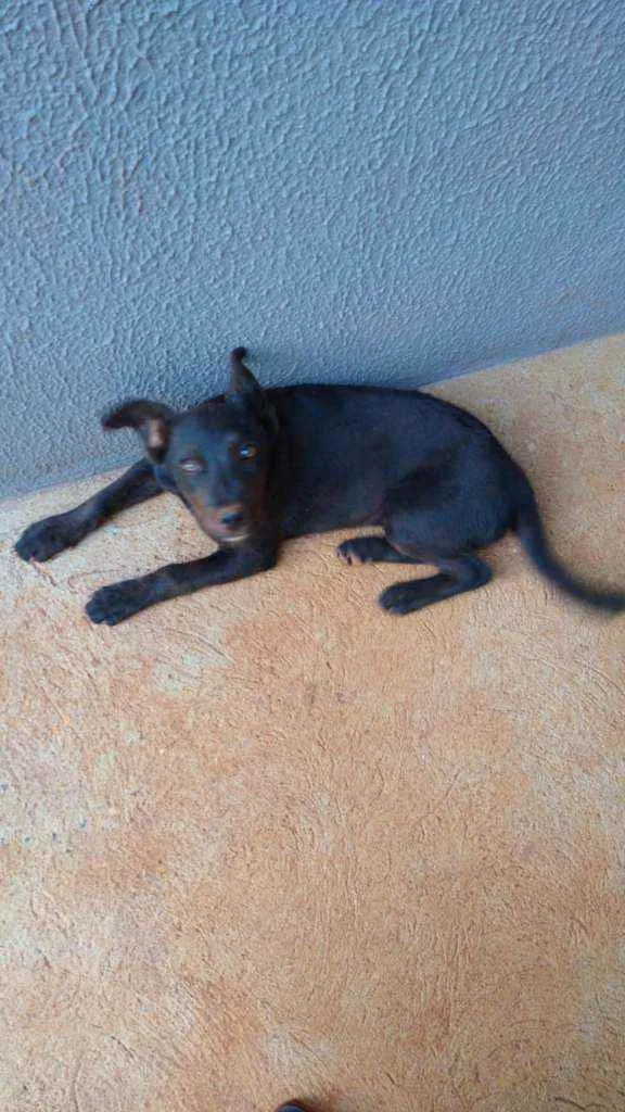 Cachorro ra a Indefinida  idade 2 a 6 meses nome Café 