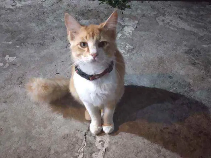 Gato ra a Nao sabemos  idade 2 anos nome João Marcos 