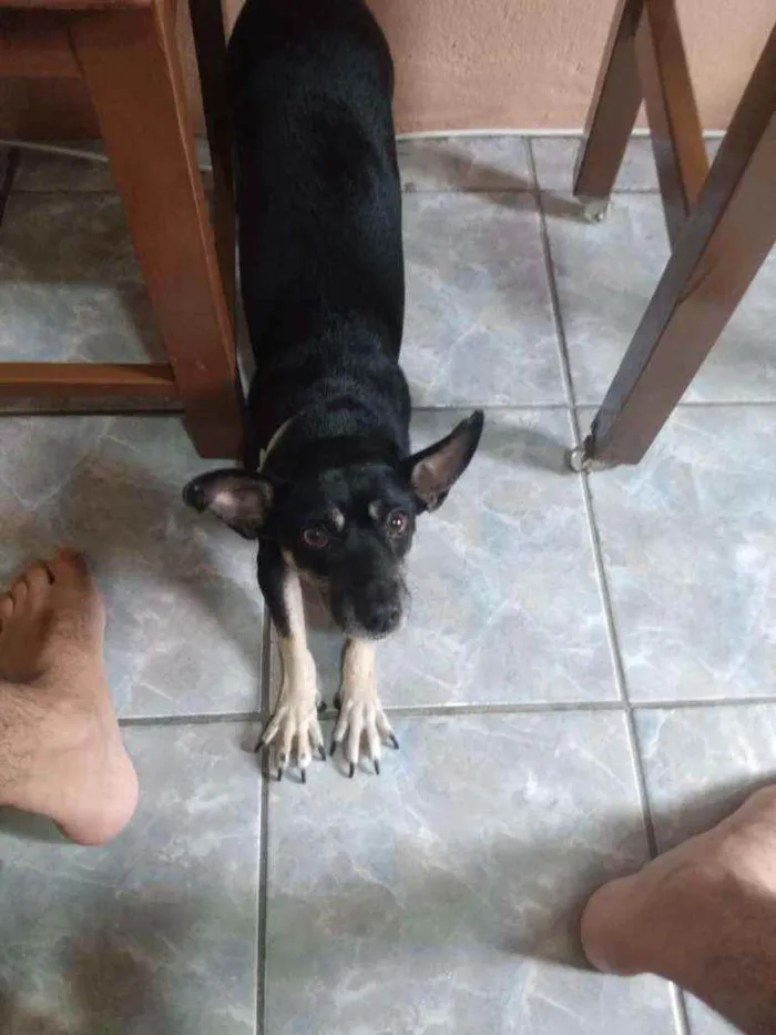 Cachorro ra a SRD - APARÊNCIA DE SALSICHA idade 5 anos nome LUPITA