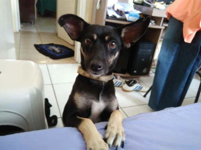 Cachorro ra a SRD - APARÊNCIA DE SALSICHA idade 5 anos nome LUPITA