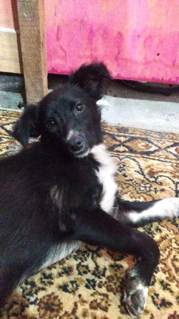 Cachorro ra a Srd  idade 7 a 11 meses nome Pink bebê linda
