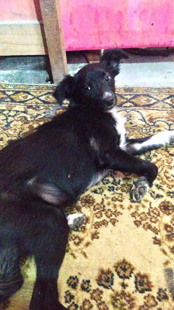 Cachorro ra a Srd  idade 7 a 11 meses nome Pink bebê linda