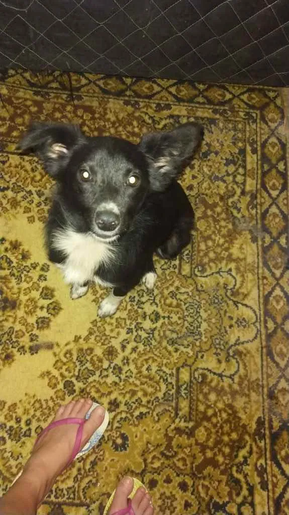 Cachorro ra a Srd  idade 7 a 11 meses nome Pink bebê linda