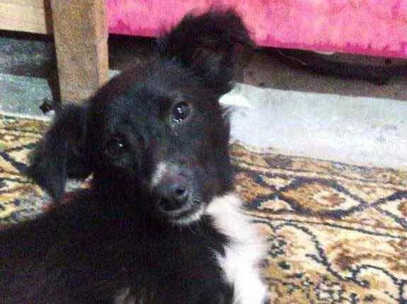 Cachorro ra a Srd  idade 7 a 11 meses nome Pink bebê linda