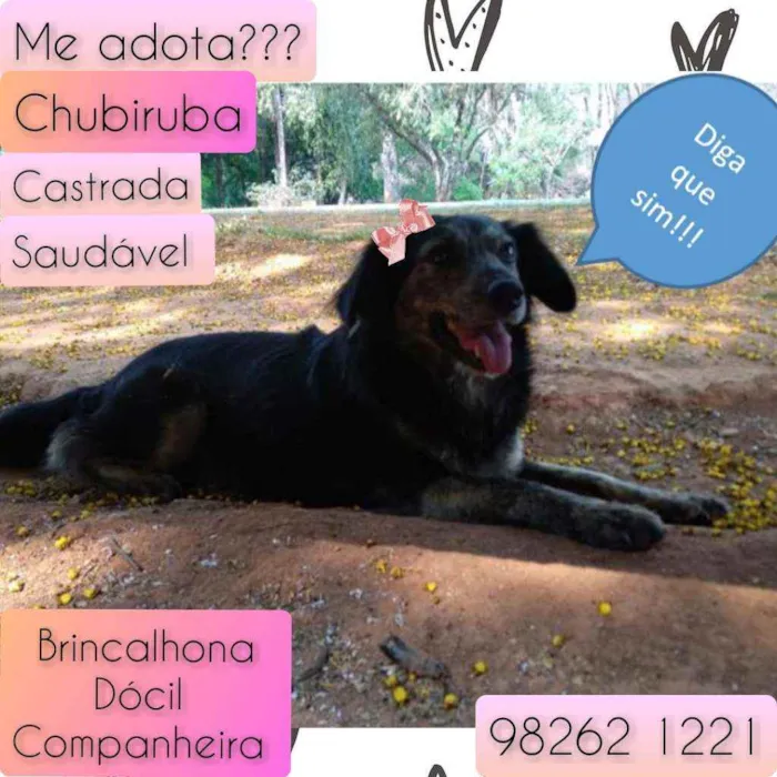 Cachorro raça SRD idade  nome Chubiruba