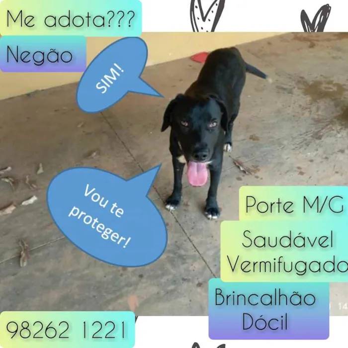Cachorro raça SRD idade  nome Negão 