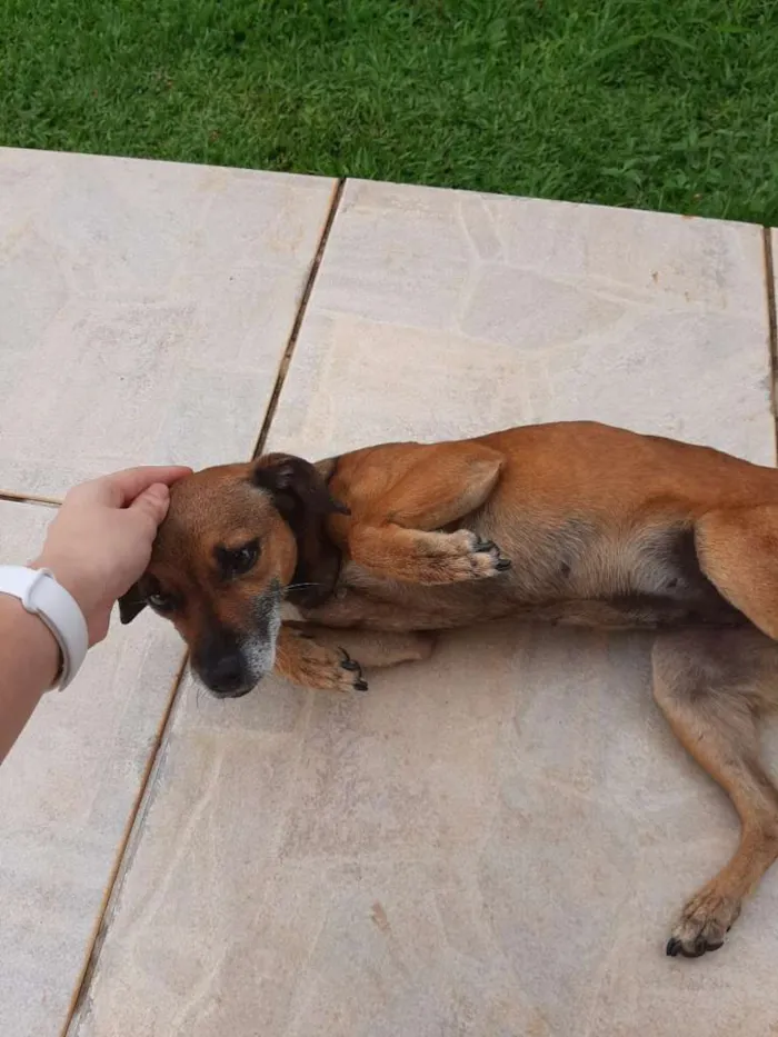 Cachorro ra a SRD-ViraLata idade  nome Dolly