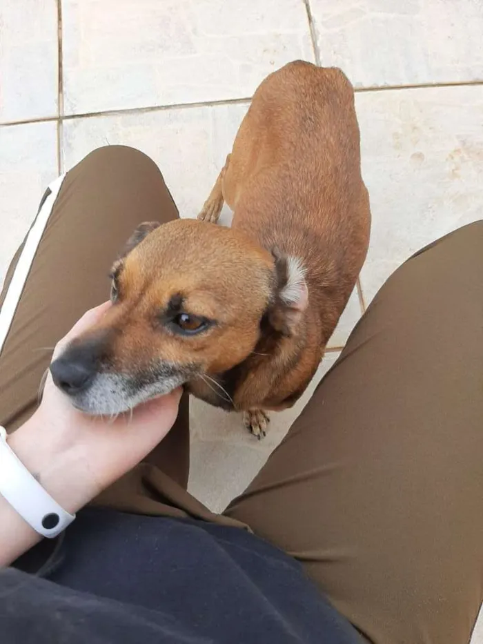 Cachorro ra a SRD-ViraLata idade  nome Dolly