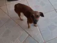 Dolly