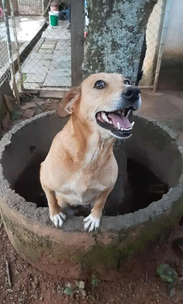 Cachorro ra a SRD-ViraLata idade 6 ou mais anos nome Lisa